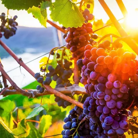 Loreley Mittelrheintal Apartment Sankt Goar